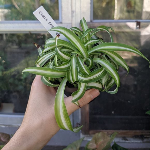 Chlorophytum comosum 'Curly Spider Plant' - Picture 1 of 3